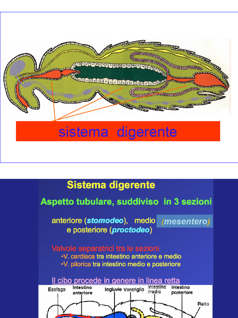 Entomologia Agraria Parte 30 | PDF