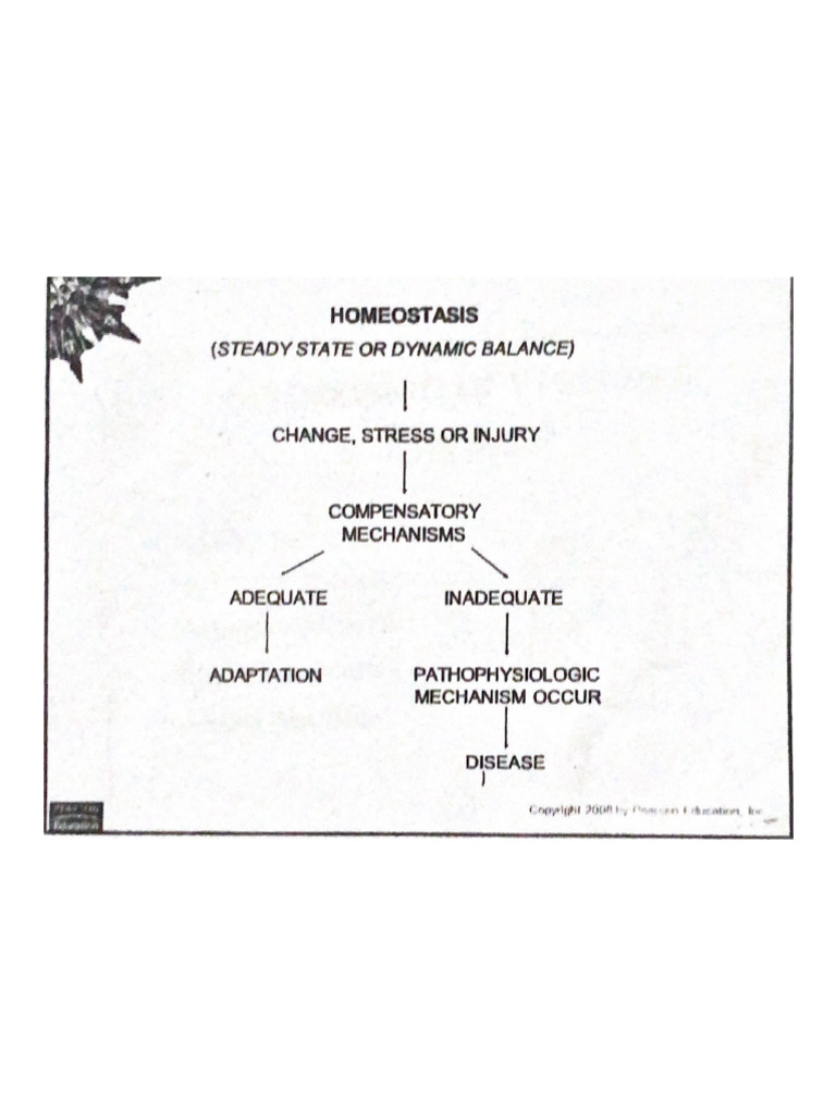 HOMEOSTASIS | PDF
