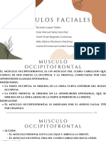 Musculos Faciales