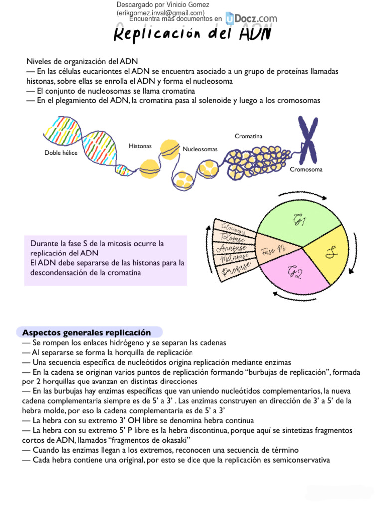 Enzimas en la replicación del ADN | PDF | Rna | Replicación De Adn