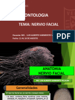 Nervio Facial