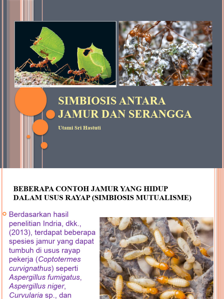 Simbiosis Jamur dan Serangga Rayap | PDF
