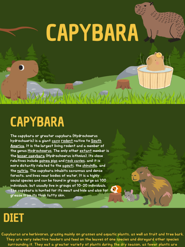 Capybara: Habitat, Diet, and Behavior | PDF