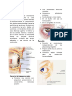 Conjuntiva