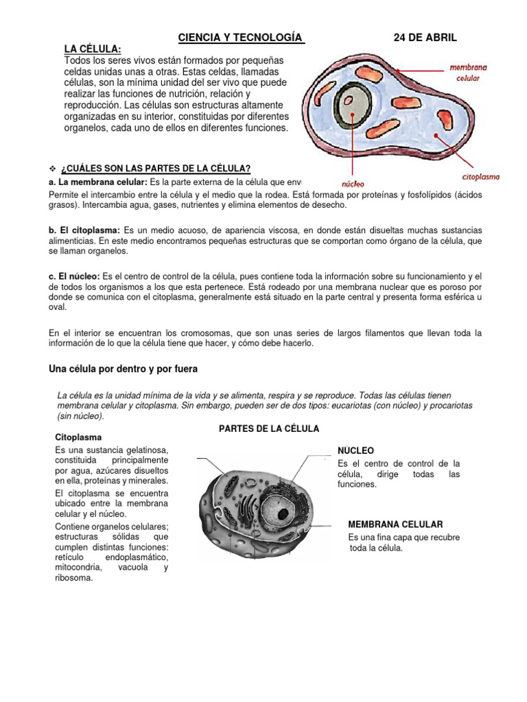 Partes y Funciones de la Célula | PDF | Citoplasma | Biología Celular)