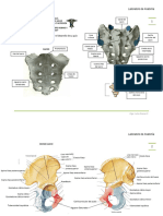 Guía 8 Pelvis Extremidad Inferior