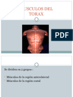Musculos Del Torax