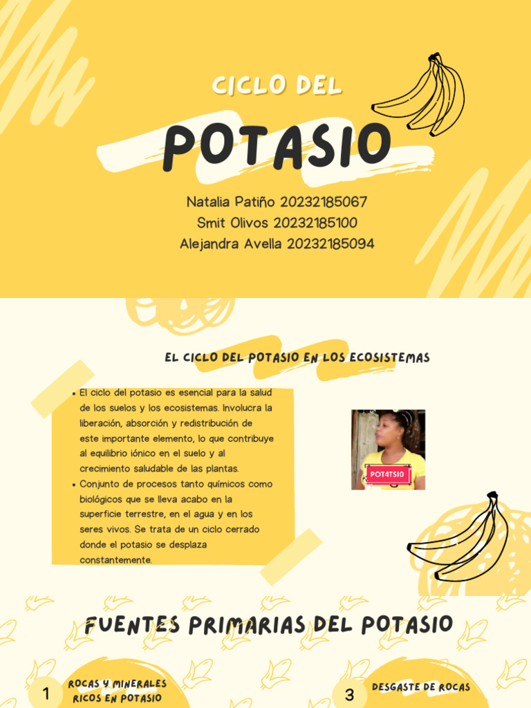 Ciclo del Potasio y su Importancia Ecológica | PDF | Suelo | Fertilidad ...
