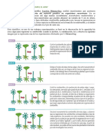 Dónde Está y Que Función Cumple El Adn