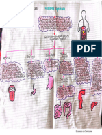 Mapa Conceptual Sistema Digestivo 