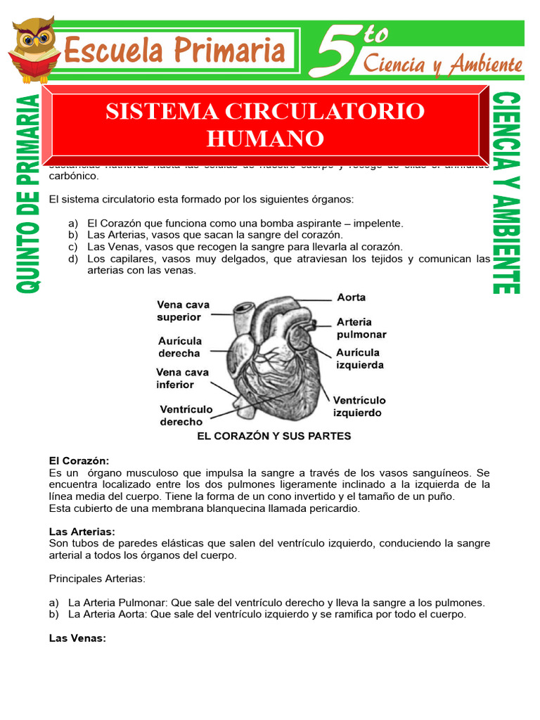 Sistema Circulatorio Humano para Quinto de Primaria | PDF | Sistema ...