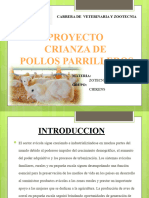 POLLOS DE ENGORDE