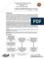 OBSERVACIÓN DE CÉLULAS VEGETALES (Epidermis de Cebolla)