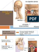 4 Articulación Temporo-Mandibular.