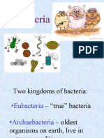 Class of Bacteria