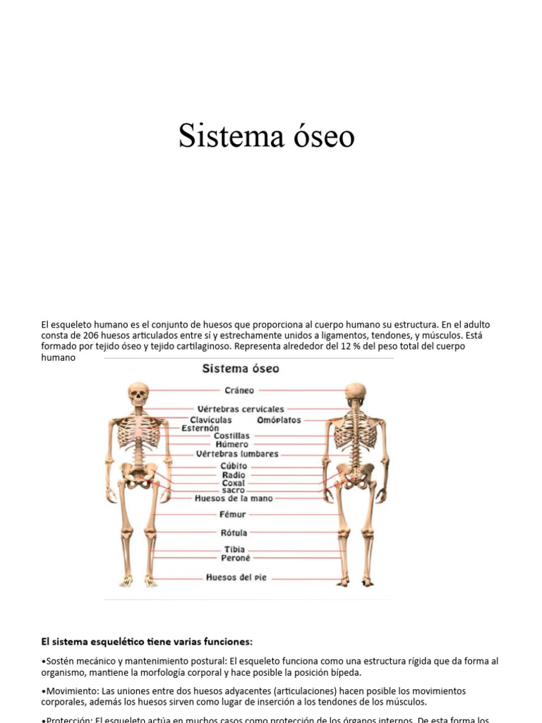 Sistema Oseo Pdf Hueso Esqueleto