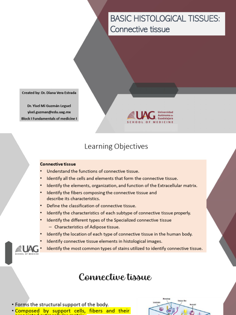 Connective Tissue Proper And Specialized 2024 01 Pdf Connective