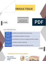 Nerve Tissue 2024-01