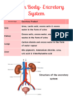 Human Body - Excretory System