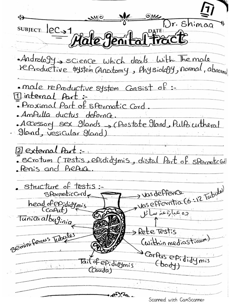 Lec1 andrology pdf
