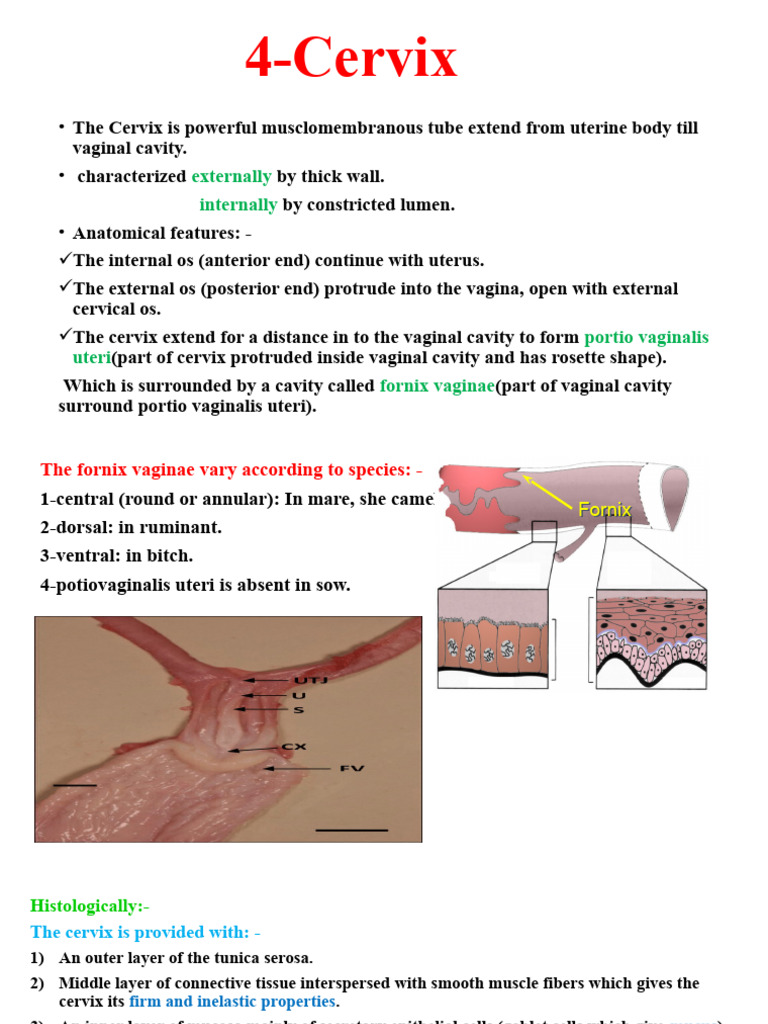 Cervical Anatomy and Function in Females | PDF | Vagina | Clitoris