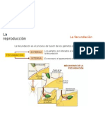 2 Fecundación