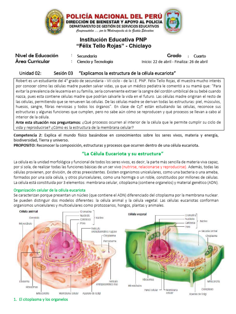 Estructura y organelos de la célula eucariota | PDF | Biología Celular ...