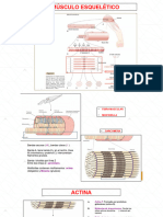 fisiologia muscular 2 adicional