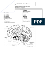 Aula Pratica Anatomia