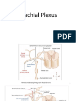 Brachial Plexus