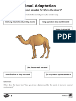 Camel-Adaptation-Activity-Sheet - Geography