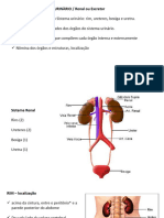 Aula 7 - Sistema Renal