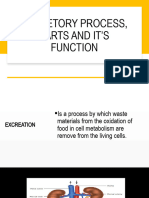 Excretory System