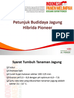 Budidaya Jagung