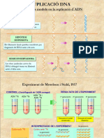 T10. Duplicació I Síntesi Proteïnes