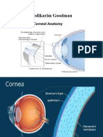 Cornealanatomy 180219110809