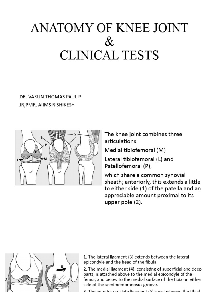 Anatomy of Knee Joint | PDF | Knee | Musculoskeletal System