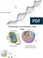 2. replikasi DNA