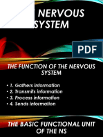LESSON 3 Nervous System CNS
