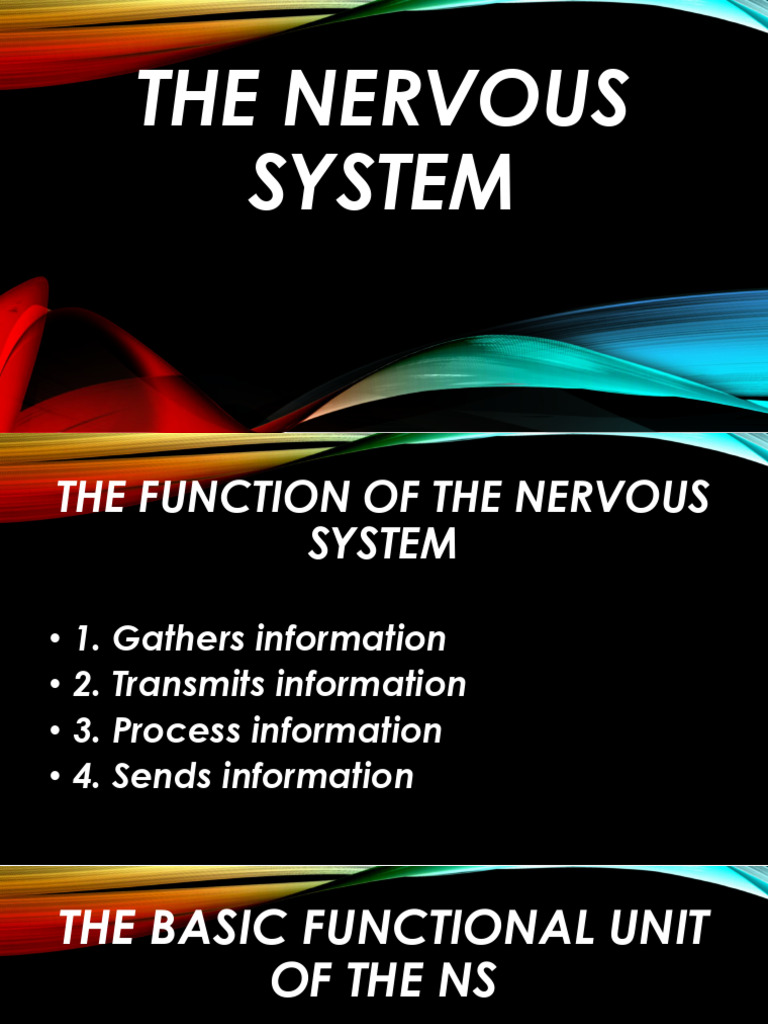 Overview of the Nervous System Functions | PDF | Central Nervous System ...