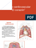 Anatomia del Corazon