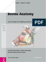 Preview Bovine Anatomy