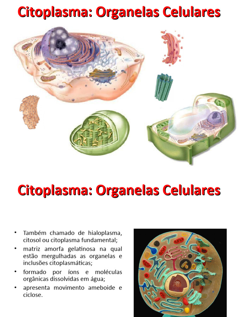 Organelas e Funções do Citoplasma | PDF | Citoplasma | Retículo ...