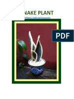 Snake - Plant .