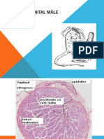 Curs 9 - Sisteme Reproductif