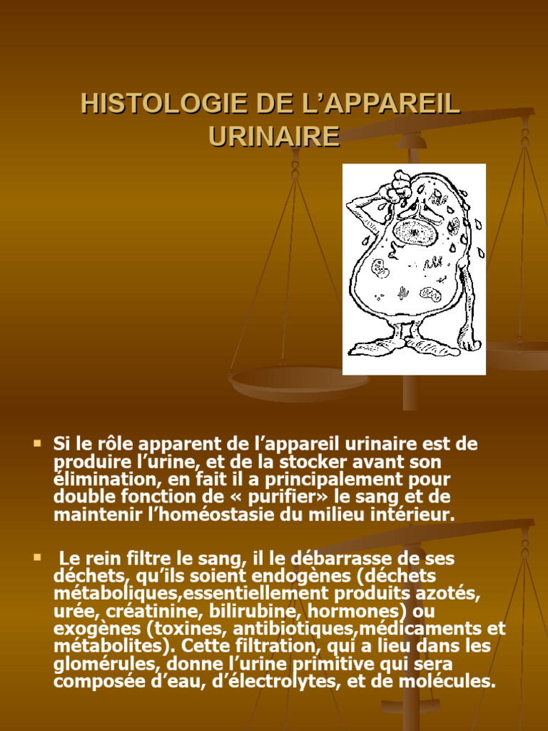 Histologie de l'appareil urinaire | PDF | Rein | Organe