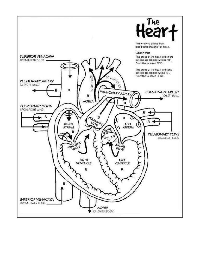 8 Heart Anatomy - Labelling | PDF