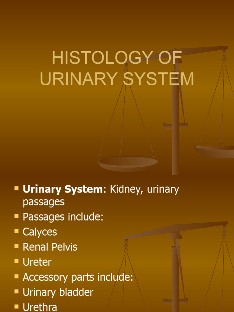 Urinary System Histology Overview | PDF | Kidney | Urinary System