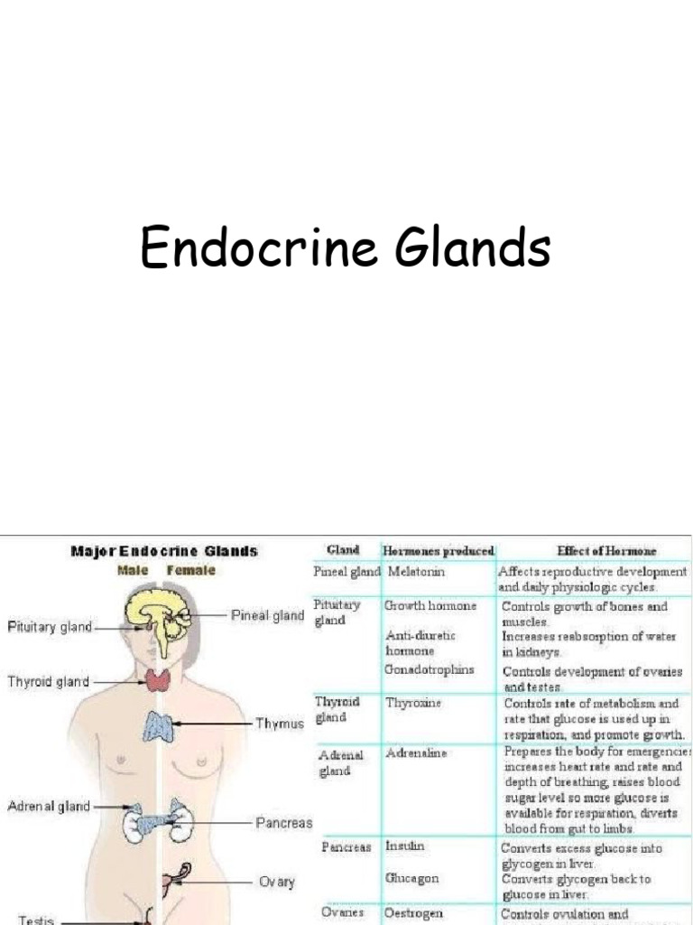 Overview of Endocrine Glands and Hormones | PDF | Adrenal Gland ...