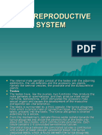 Male Reproductive System